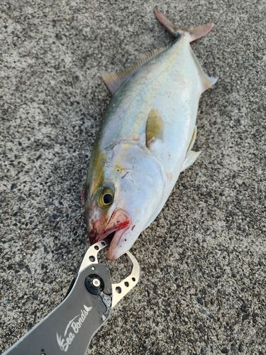 ネリゴの釣果
