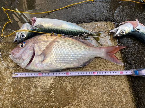 タイの釣果
