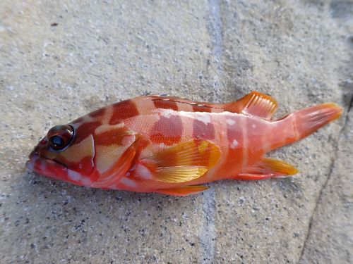 アカハタの釣果
