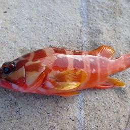 アカハタ