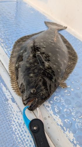 ヒラメ