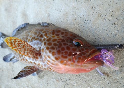 オオモンハタの釣果