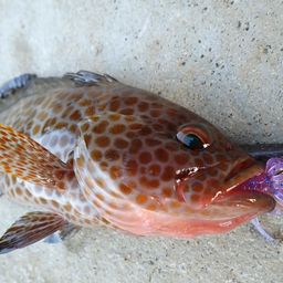 オオモンハタ