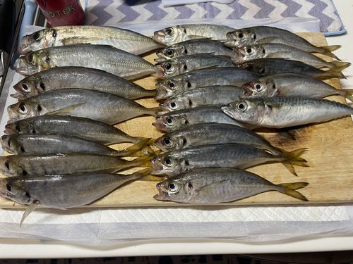 アジの釣果