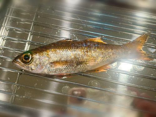 クロムツの釣果