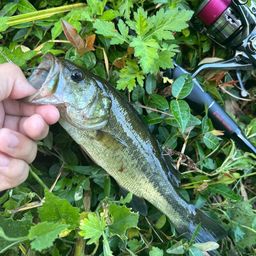 ラージマウスバス