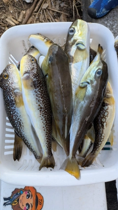 ショウサイフグの釣果