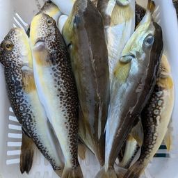 ショウサイフグ