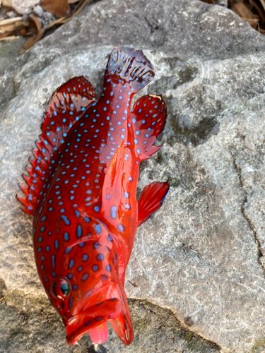 ユカタハタの釣果