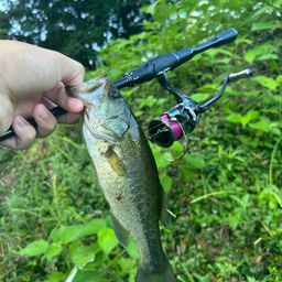 ラージマウスバス