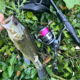 ラージマウスバス