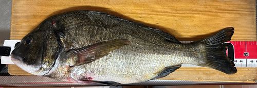 チヌの釣果