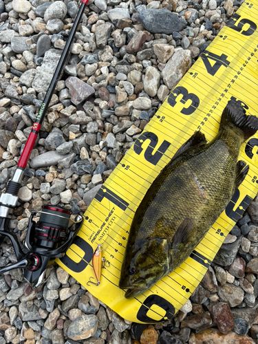 スモールマウスバスの釣果