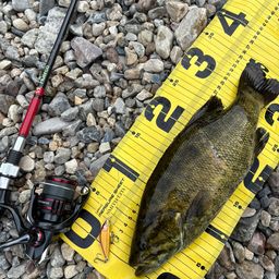 スモールマウスバス