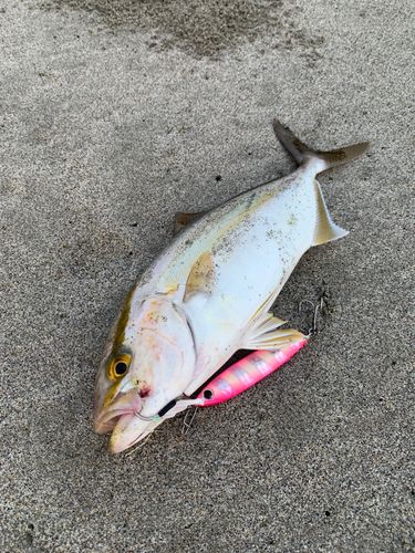 ショゴの釣果