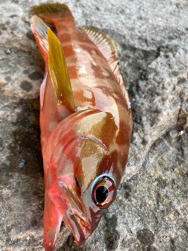 アカハタの釣果