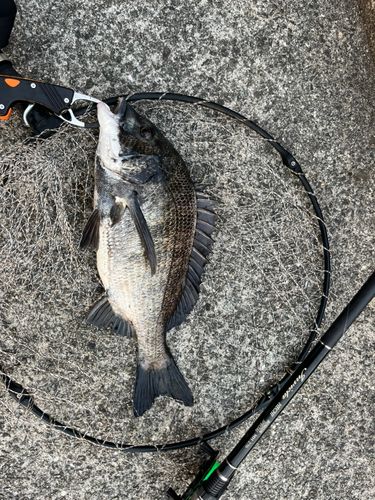 チヌの釣果