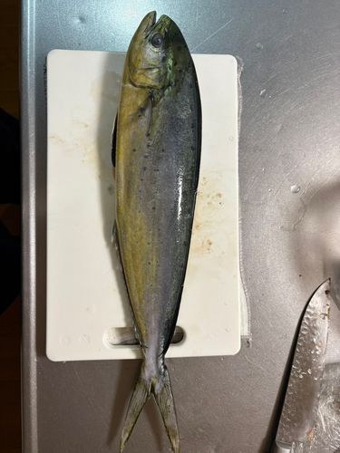 シイラの釣果
