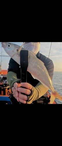 マルアジの釣果