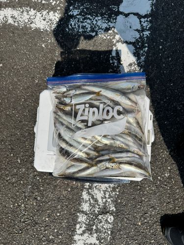 カマスの釣果