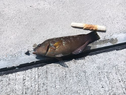 クサフグの釣果