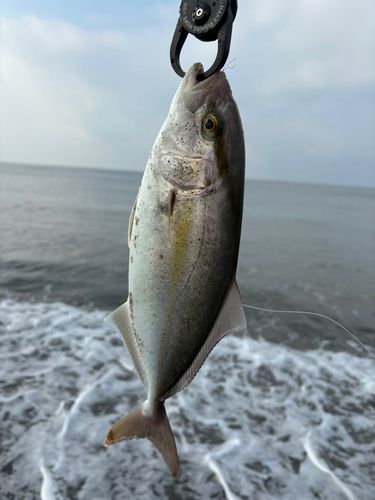 ショゴの釣果