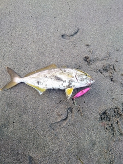 ショゴの釣果