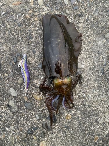 アオリイカの釣果