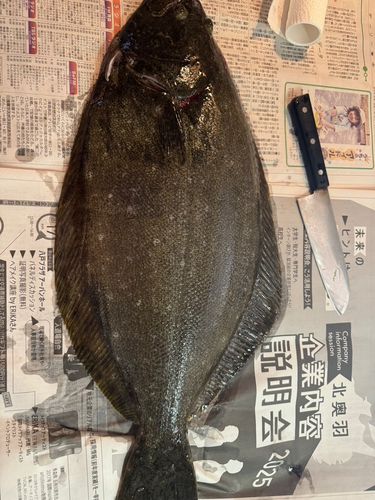ヒラメの釣果
