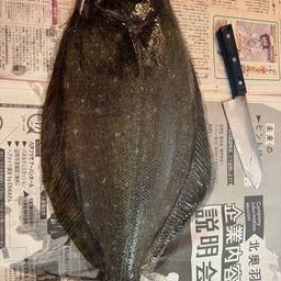 ヒラメ