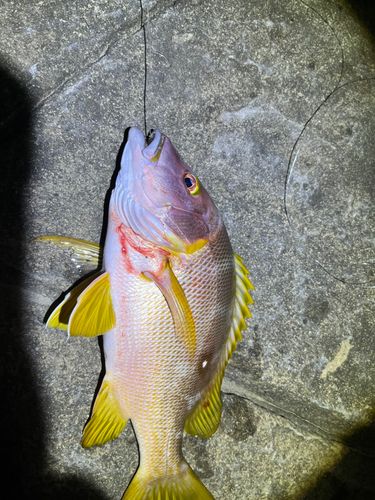 シブダイの釣果