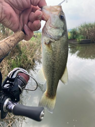 ラージマウスバスの釣果