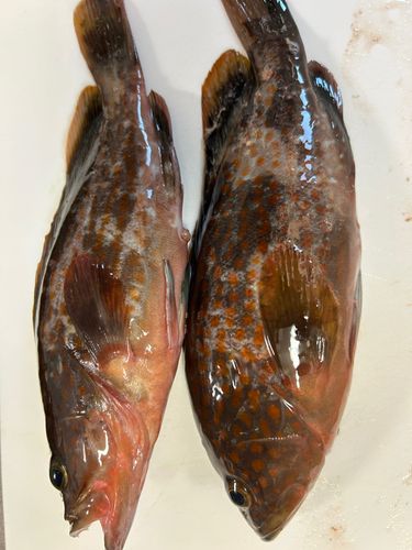 キジハタの釣果