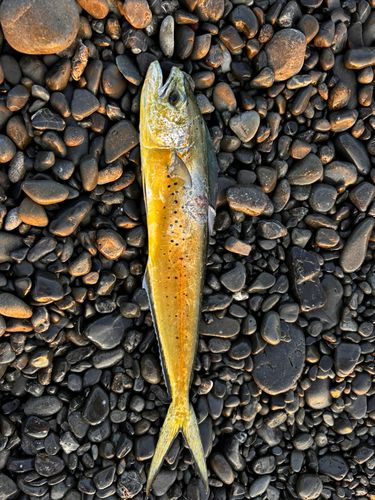 シイラの釣果