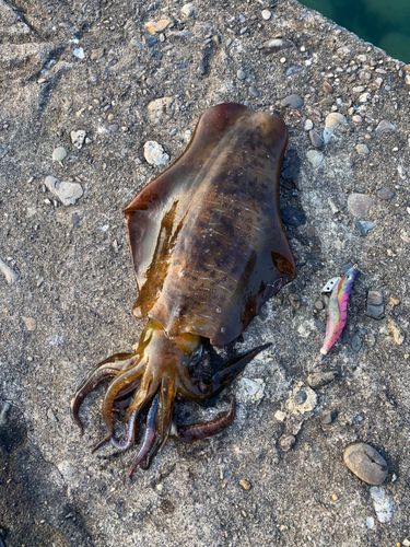 アオリイカの釣果