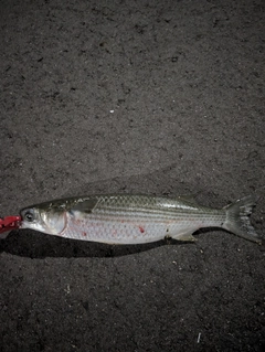 ボラの釣果