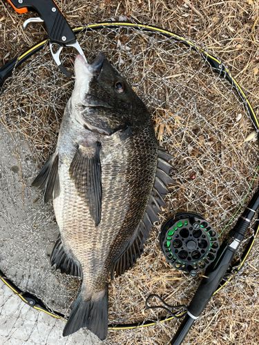 チヌの釣果