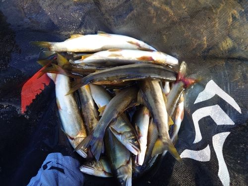 アユの釣果