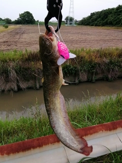 ナマズの釣果