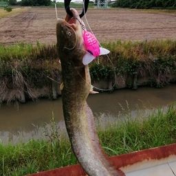 ナマズ