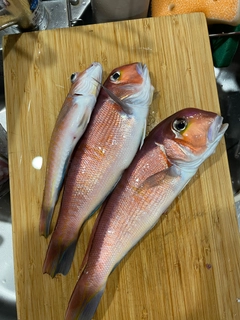 アカアマダイの釣果