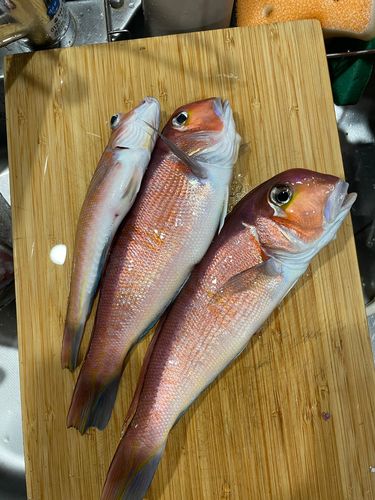 アカアマダイの釣果