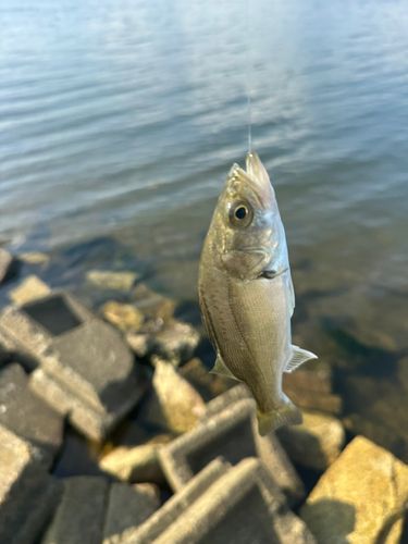 セイゴ（マルスズキ）の釣果