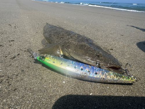 マゴチの釣果
