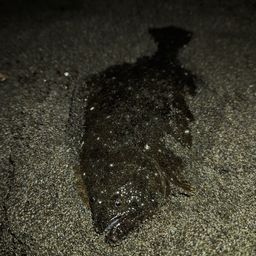 ソゲ