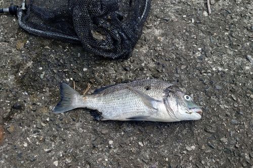 キビレの釣果