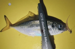 マアジの釣果