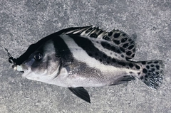 コショウダイの釣果