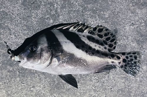コショウダイの釣果