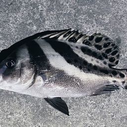 コショウダイ
